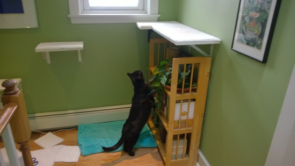 darwin checking out the new upstairs hall cat platform