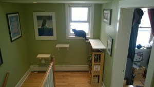 darwin checking out the new upstairs hall cat platforms and window