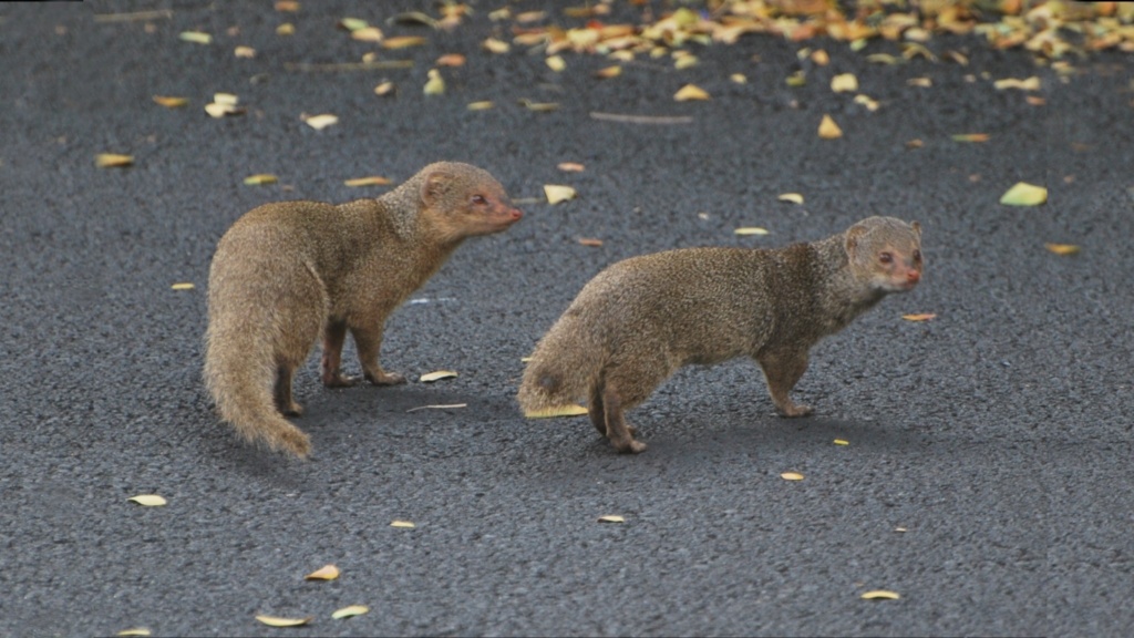 big island hawaii mongoose