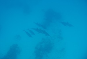 big island hawaii dolphin swim underwater camera