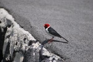 big island hawaii red-capped cardinal