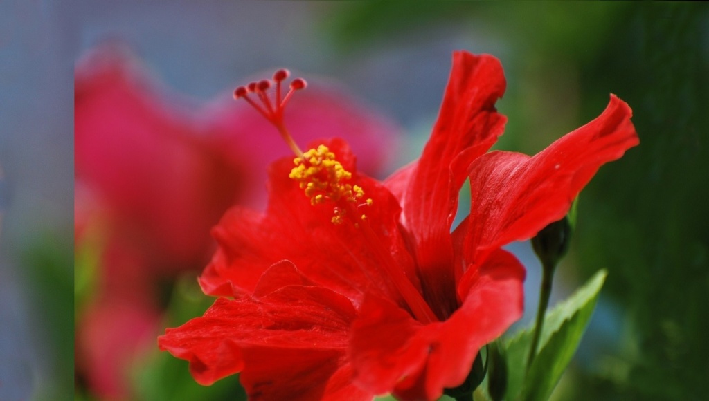 big island hawaii red hibiscus