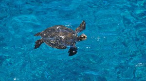big island hawaii ka lae sea turtle
