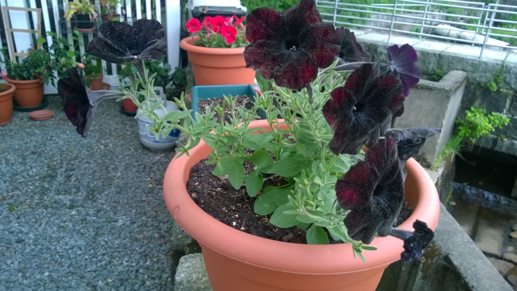 back yard of condo and my black velvet petunias