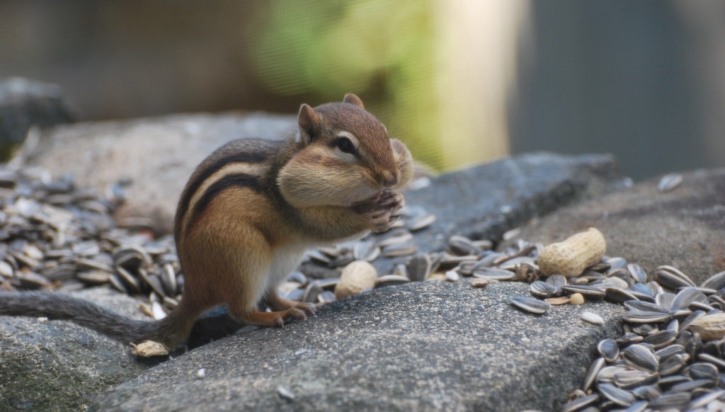 darwin watching chipmunk eat unsalted peanuts