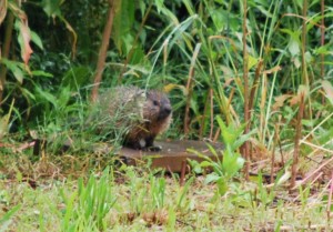 groundhog / whistle pig in our neighbor's yard