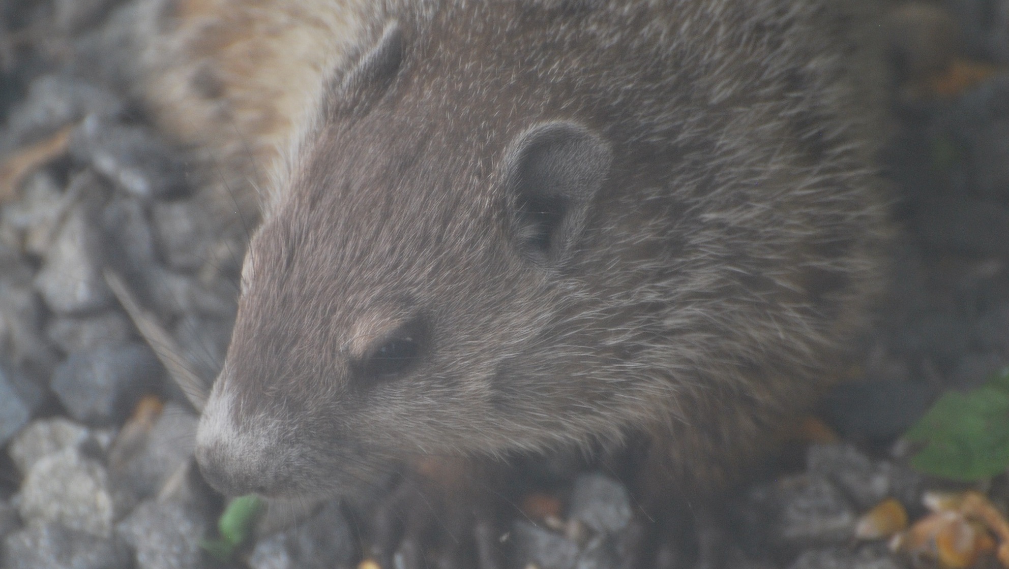 Groundhogs! – aka Whistle Pigs
