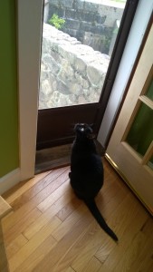 darwin checking out the new french door leading from living room to yard