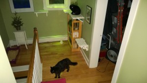 bonkers stalking birdie on the upstairs hall cat platforms