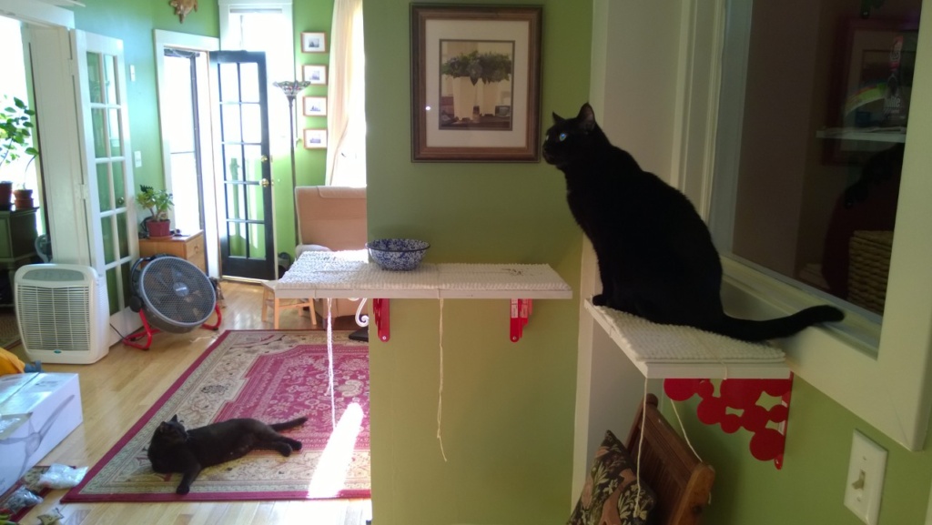 birdie on her new downstairs hall cat platforms, with darwin in the background