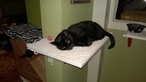 birdie sleeping on her new downstairs hall cat platform