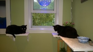 darwin and birdie on the upstairs hall cat platforms enjoying the open window