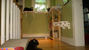 darwin, birdie and bonkers in the upstairs hallway