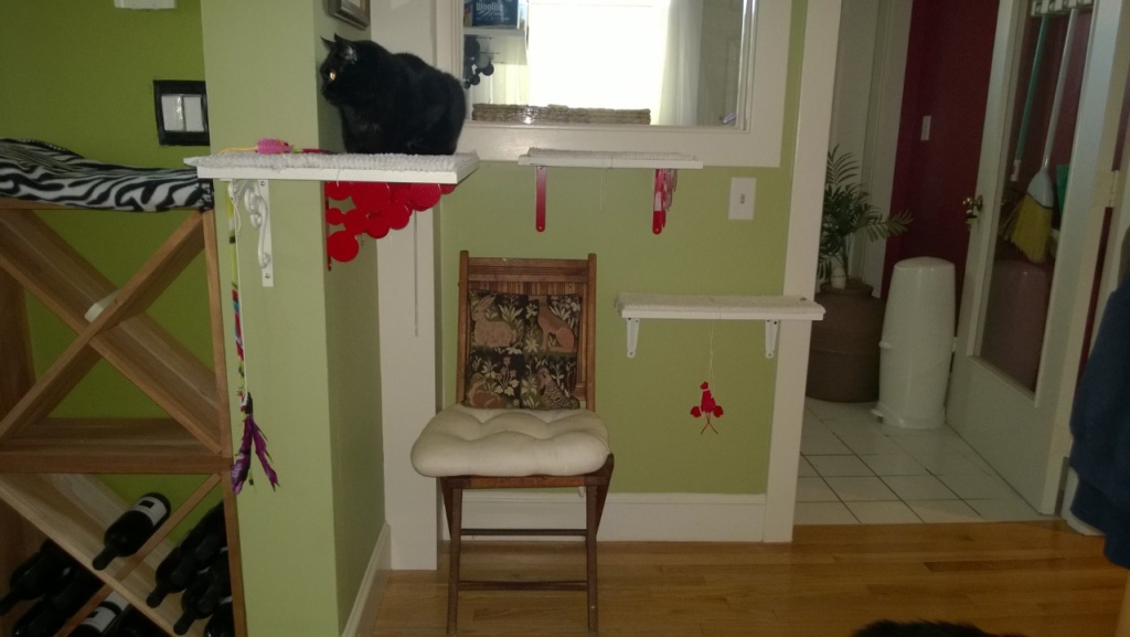downstairs hall cat platforms with red ikea brackets and birdie