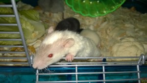 baby rat aloha - a cream and beige rex with curly hair