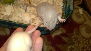 baby rat clarabell - a silver dumbo