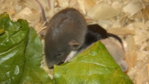 baby rat kona - a medium grey dumbo