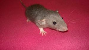 baby rat kona - a medium grey dumbo