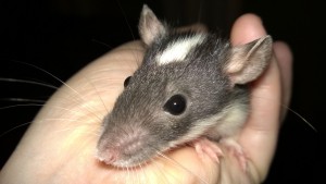 baby rat nibbler - a white and dark grey hooded