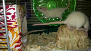 baby rat aloha - a cream and beige rex with curly hair