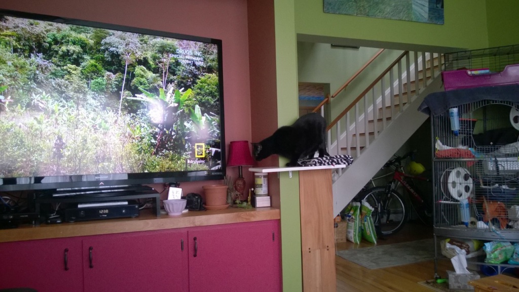 birdie investigating the new living room cat platform