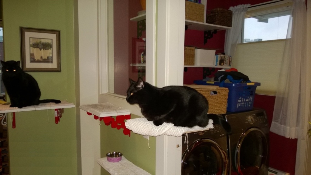 birdie and darwin enjoying the downstairs and laundry room cat platforms