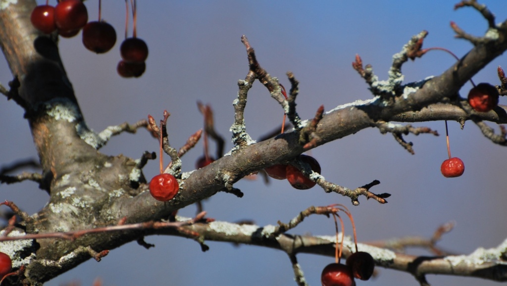 facebook photo challenge - red berries in winter tree