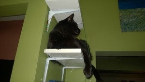darwin checking out the new living room and downstairs hall cat platforms