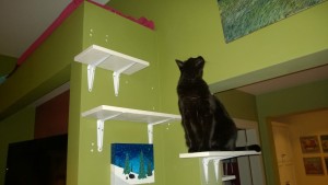 darwin checking out the new living room and downstairs hall cat platforms