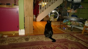 darwin looking up at the living room cat platforms