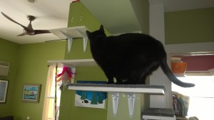 birdie checking out the new living room alcove cat platforms