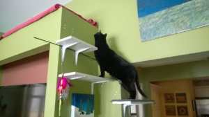 birdie checking out the new living room alcove cat platforms