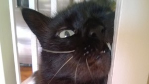 bonkers rubbing his face on the stairs, with fang