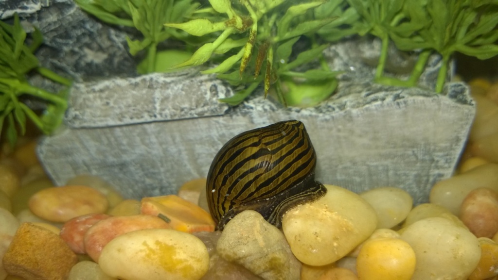 zebra nerite snail