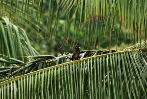 maui hawaii mynah bird in palm tree