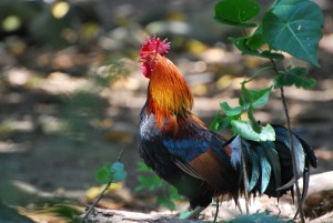 maui hawaii honolua bay rooster