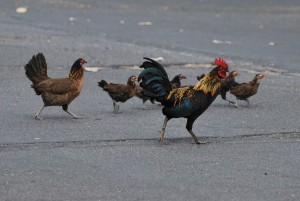 maui hawaii chickens and rooster