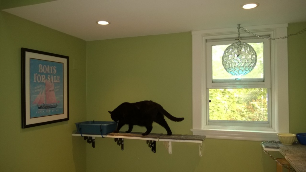 darwin on upstairs hall cat platform