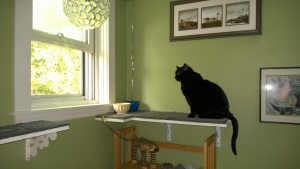 birdie upstairs hall cat platforms window open