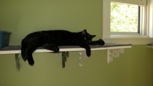 birdie on upstairs hall cat platform