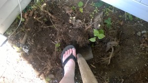 clearing the yard for the cat enclosure / catio wearing flip flops