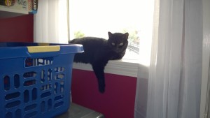 birdie relaxing on the laundry room windowsill