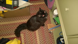 bonkers sitting on the dining room floor