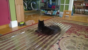 bonkers laying on tuftex plastic polycarbonate roofing tiles