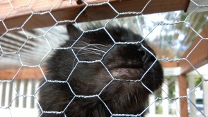 bonkers rubbing his face on the chicken wire of the outdoor cat enclosure / catio