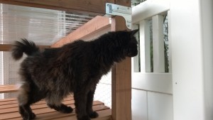 bonkers investigating outdoor cat enclosure / catio