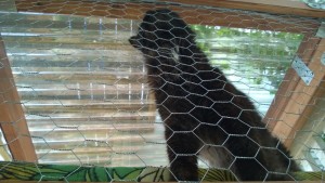 bonkers enjoying the outdoor cat enclosure / catio