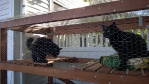 darwin and bonkers in the outdoor cat enclosure / catio