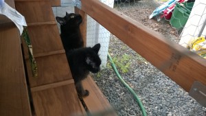 darwin and bonkers in the outdoor cat enclosure / catio