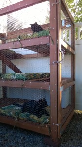 darwin and bonkers in the outdoor cat enclosure / catio